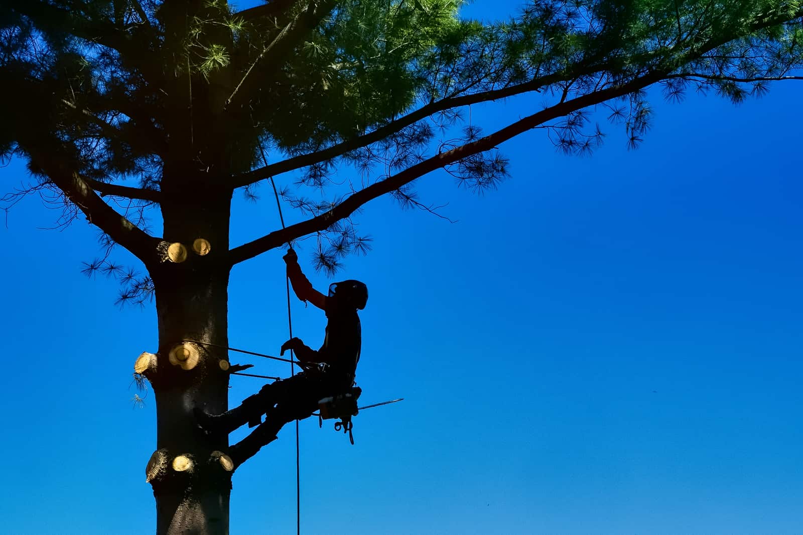 Arborist at work in San Antonio