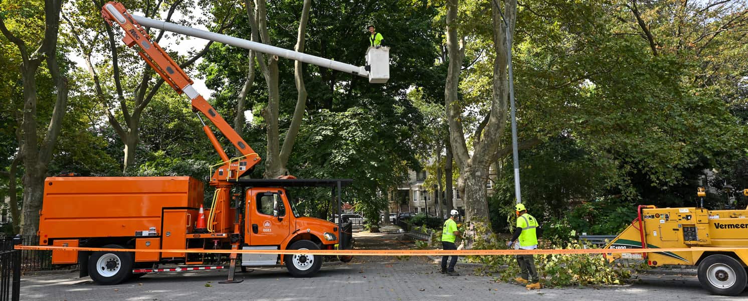 Tree removal and trimming in San Antonio