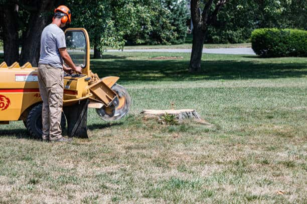 Tree work completed by San Antonio Tree Service