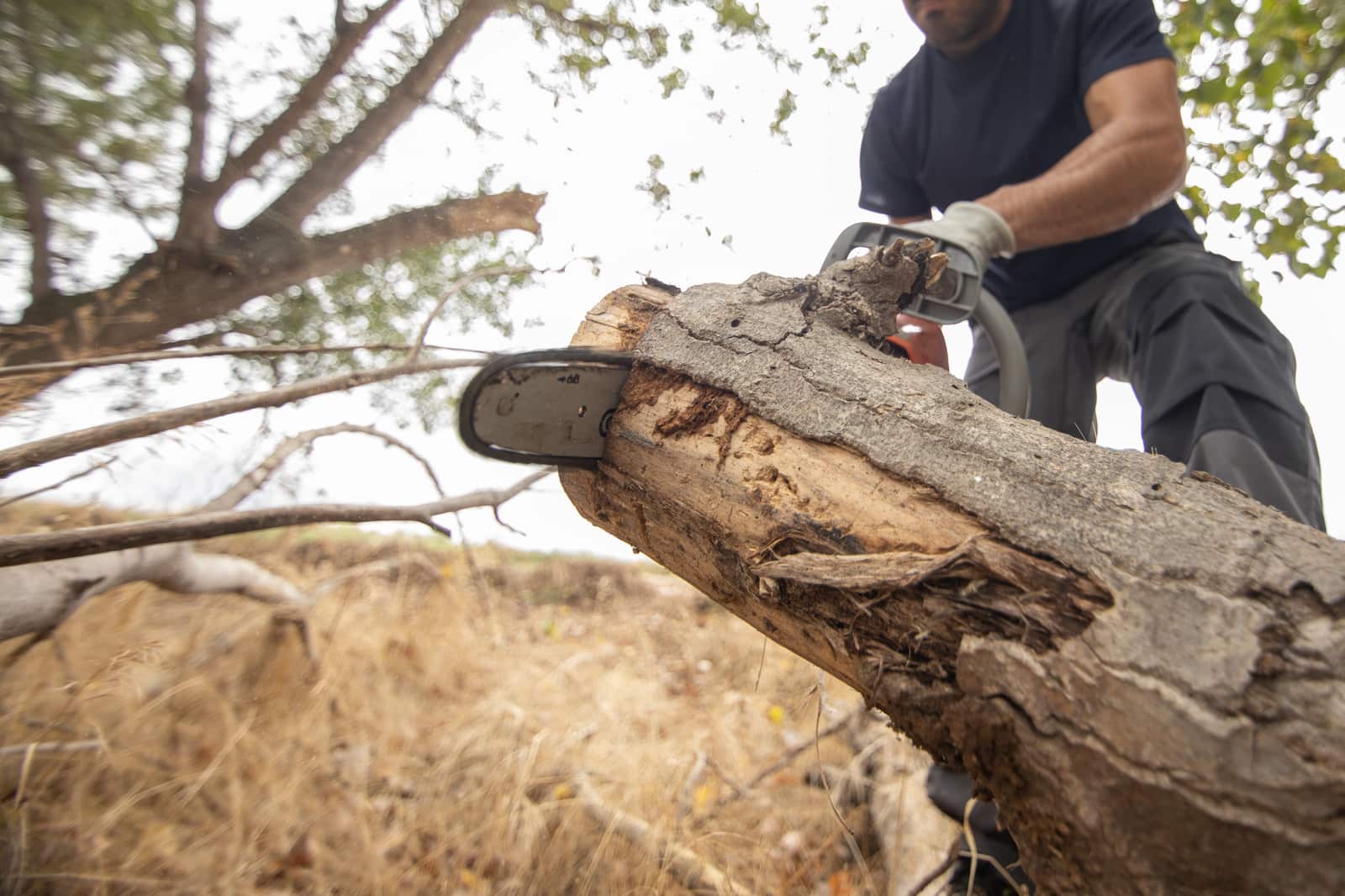 Arborist Services