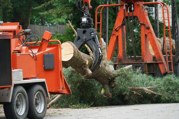 Stump Removal
