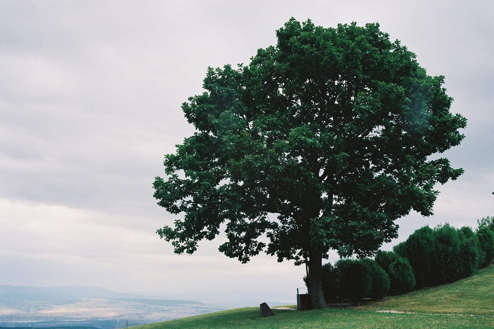Tree Care