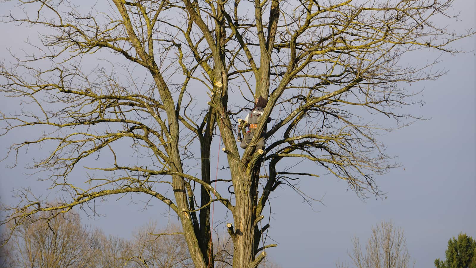 Professional tree service in San Antonio